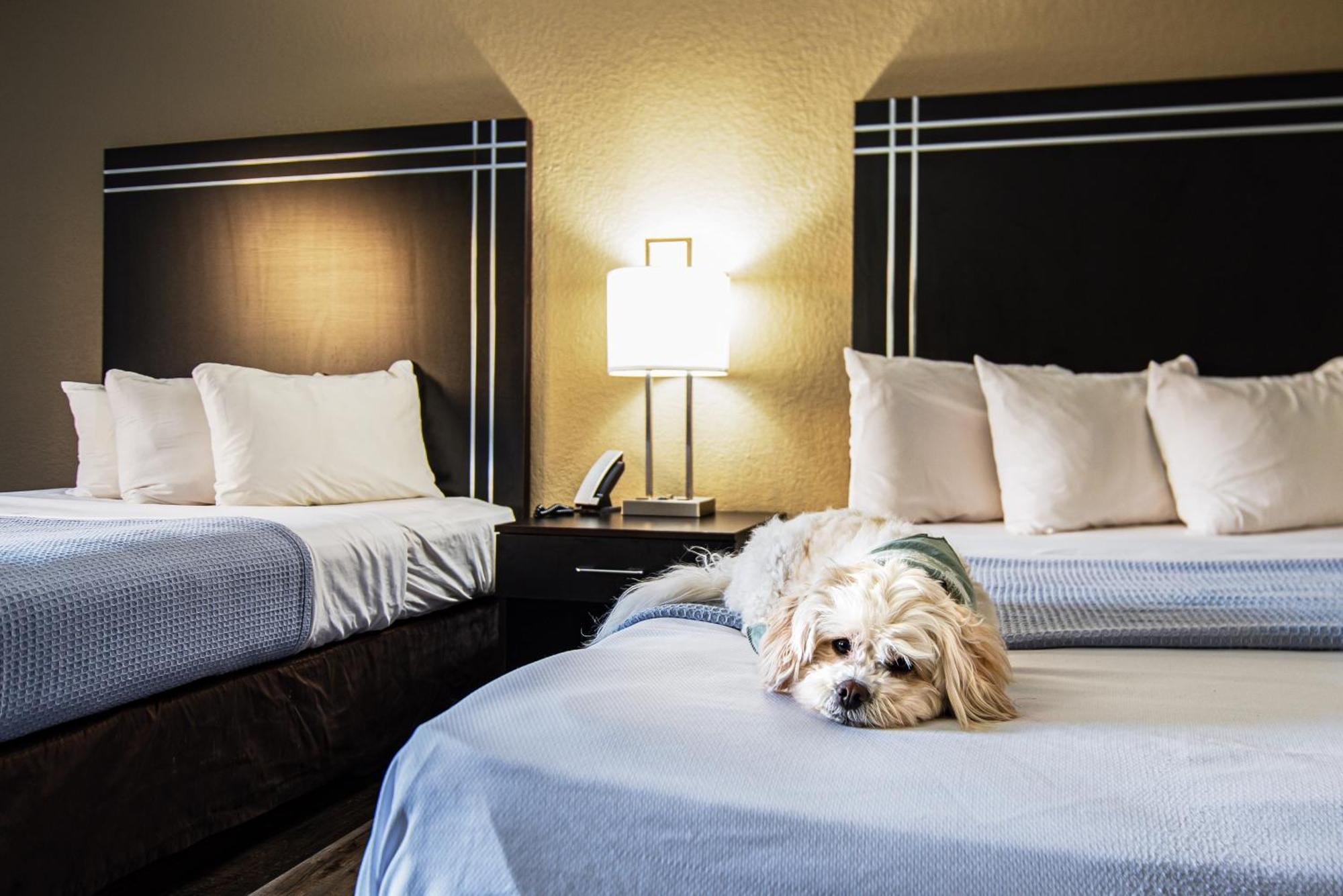 Queen Room Two Queen Beds Non Smoking or Pet Friendly